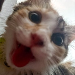 Fossoyeur de néoclassiques