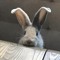 BUNNyZIN