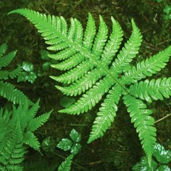 A Fern.