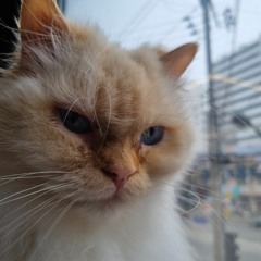 Hazel