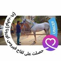عفيفي عفيفي