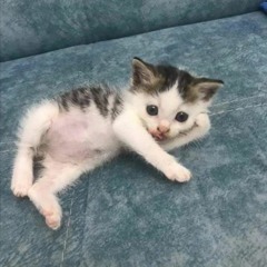 подорожник