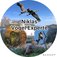 Niklas Vogel Experte