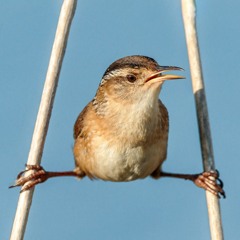 French wren