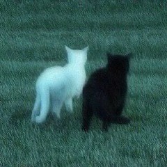 LØST.spirits