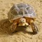 Tortoise