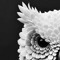 Noctua