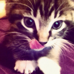 🐈‍⬛