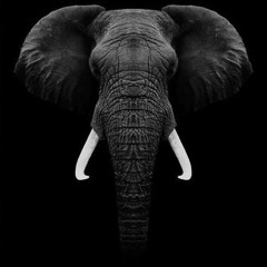 SHAY🐘