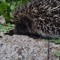 quokka