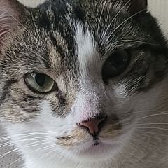 Black Hair Beauty - SKARS