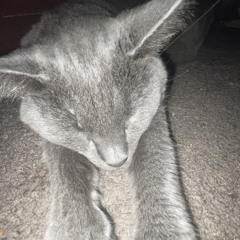 apollo