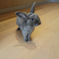 Kris the rabbit