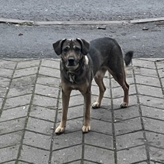 Франклин Толстобрюхий