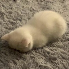 PERCY