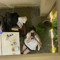 Yến Vy