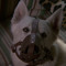 UntrainedPuppy