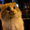 meows