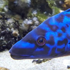 Drøvtyggur Steindøvir