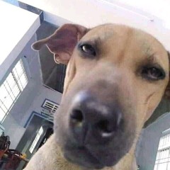 bay lắc sì nắc kê