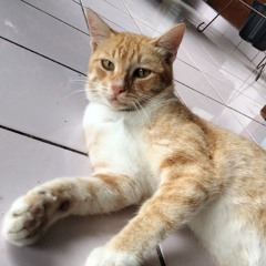 Oky Pratiwi