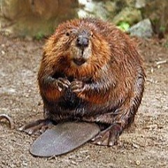 Beaver Sounds