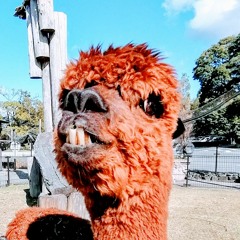 Onelove MongoDrop みx