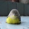 I_like_birds_<3