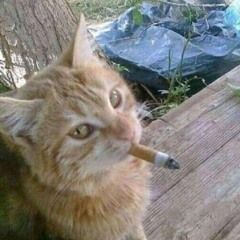 ZUB