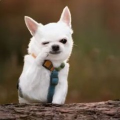 funny dogs6751