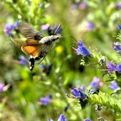 Alexandre Emmanuel Rogues