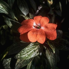 nathrdn_