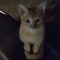 Catt Tuongg