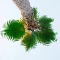 ‫محمود