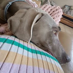 Féline♡Pablo🐾🐺