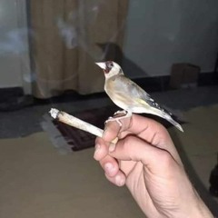 sultan