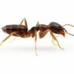 Le Ant
