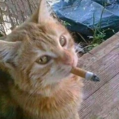 Meeyow