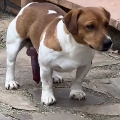 măng cụt