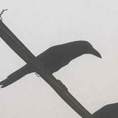 Sleipnir & Raven – Sleipnir / Raven | Releases | Discogs