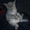 Runt