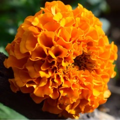 Marigold