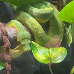 Ryan_02