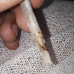 bala bala