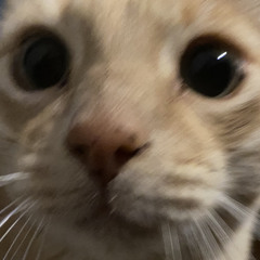 roachsoda