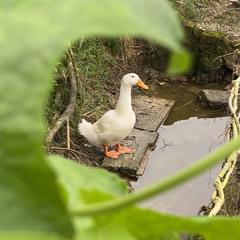 The Duck