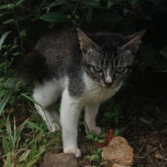 kingkangdambo_