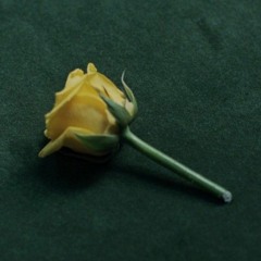VintageYellowRoses
