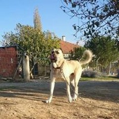 Mohmed Sokary Elsokary