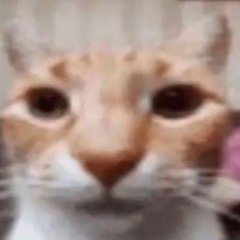 moe_schjoe